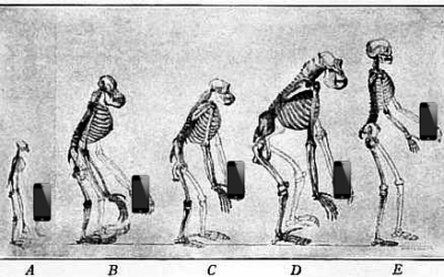INSEGNANTI-> forza lavoro in mutazione  di Fabrizio Capocetti*